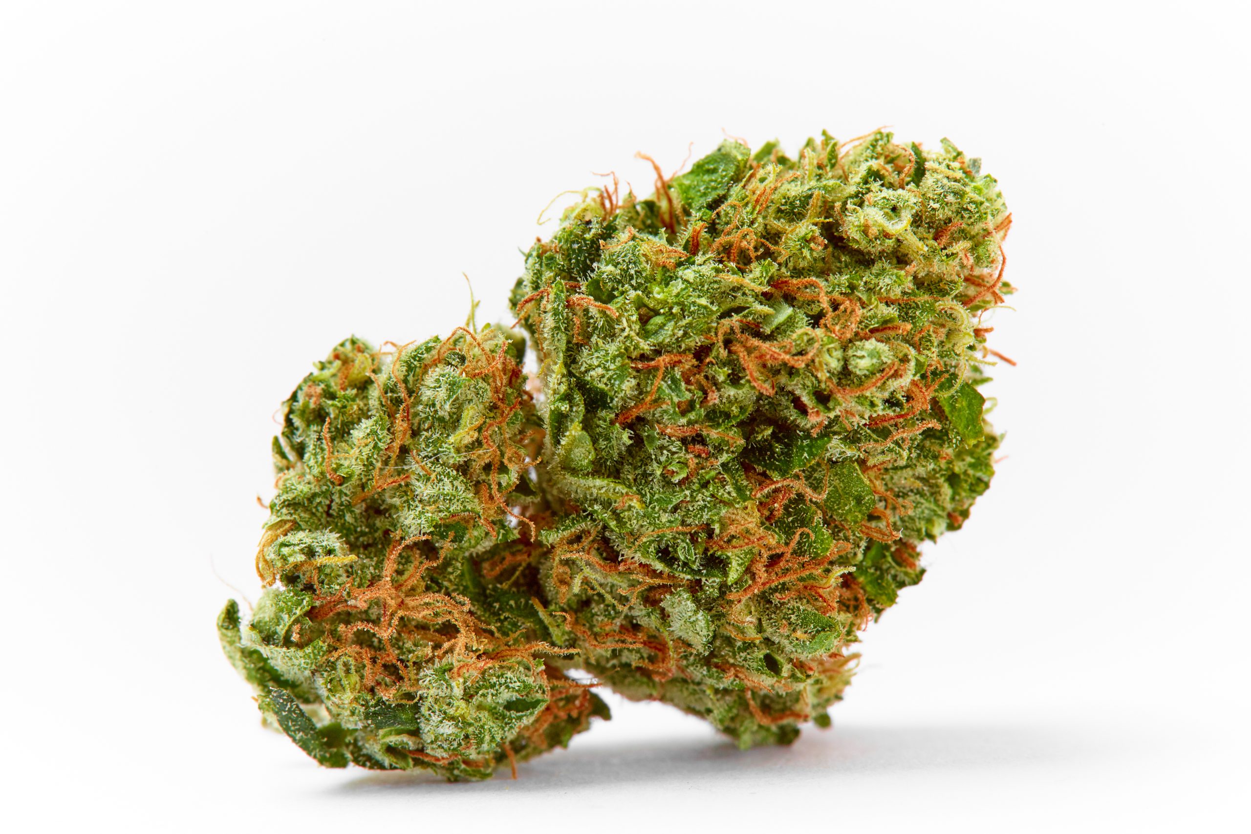 Close up of prescription medical marijuana strain AK47 flower on