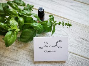 Basil essential oil in a glass bottle with fresh green basil leaves and structural chemical formula of ocimene. Ocimene is a terpene found in the essential oil of basil.