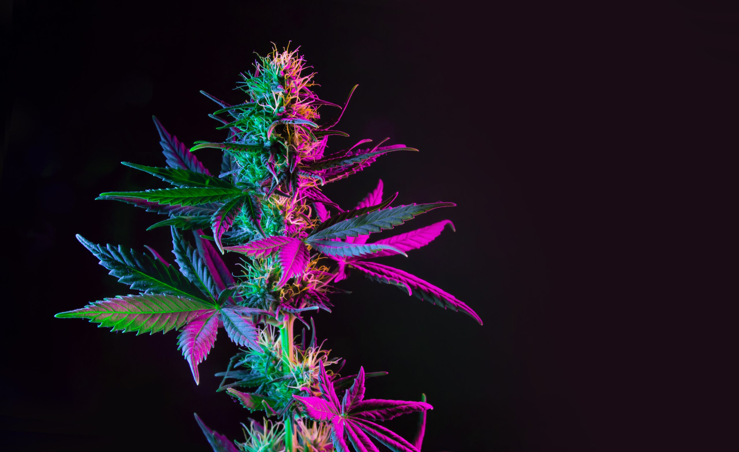 Purple green marijuana plant on black background. Colored neon large leaves and buds of cannabis hemp. Hemp bush and empty place for text