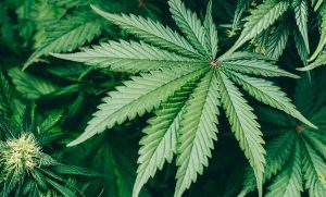 CBD and THC cannabis indica leaves terpenes and marijuana varieties